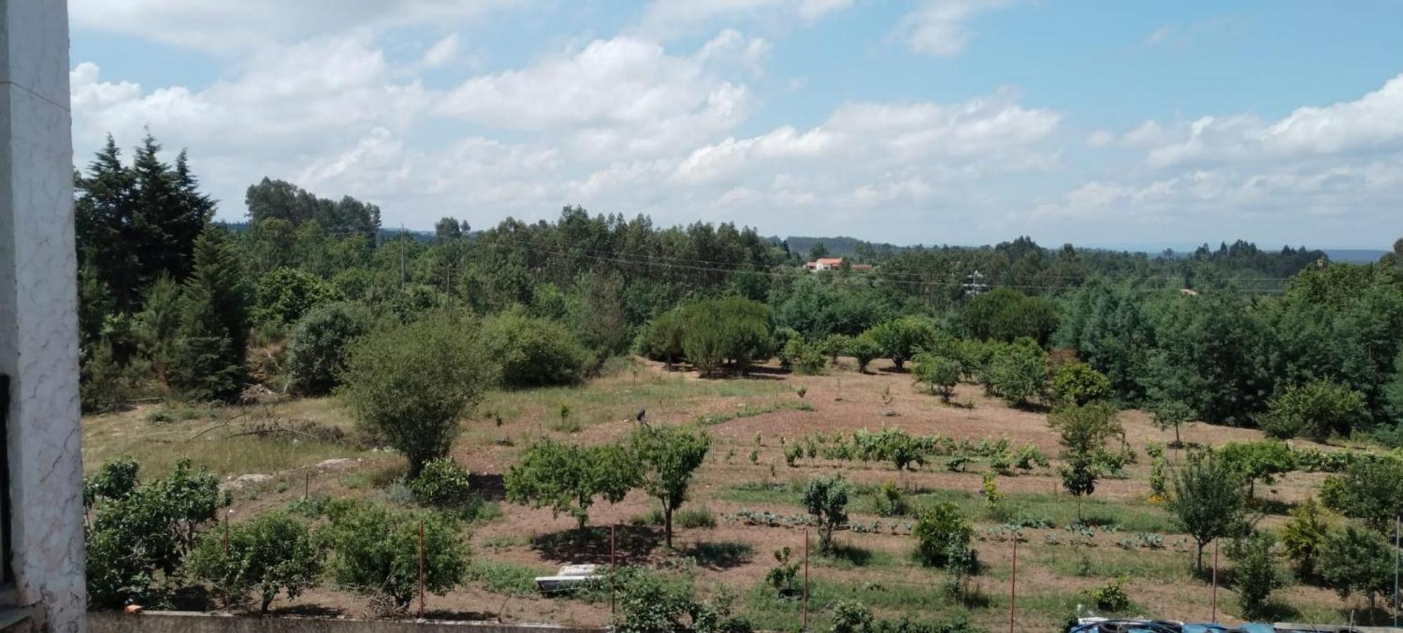 Majo Alojamento Local Bed and Breakfast Tábua Δωμάτιο φωτογραφία